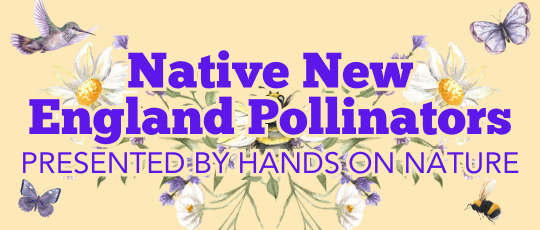New England Pollinators