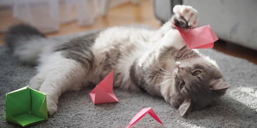 Planting Small Succulent Pots