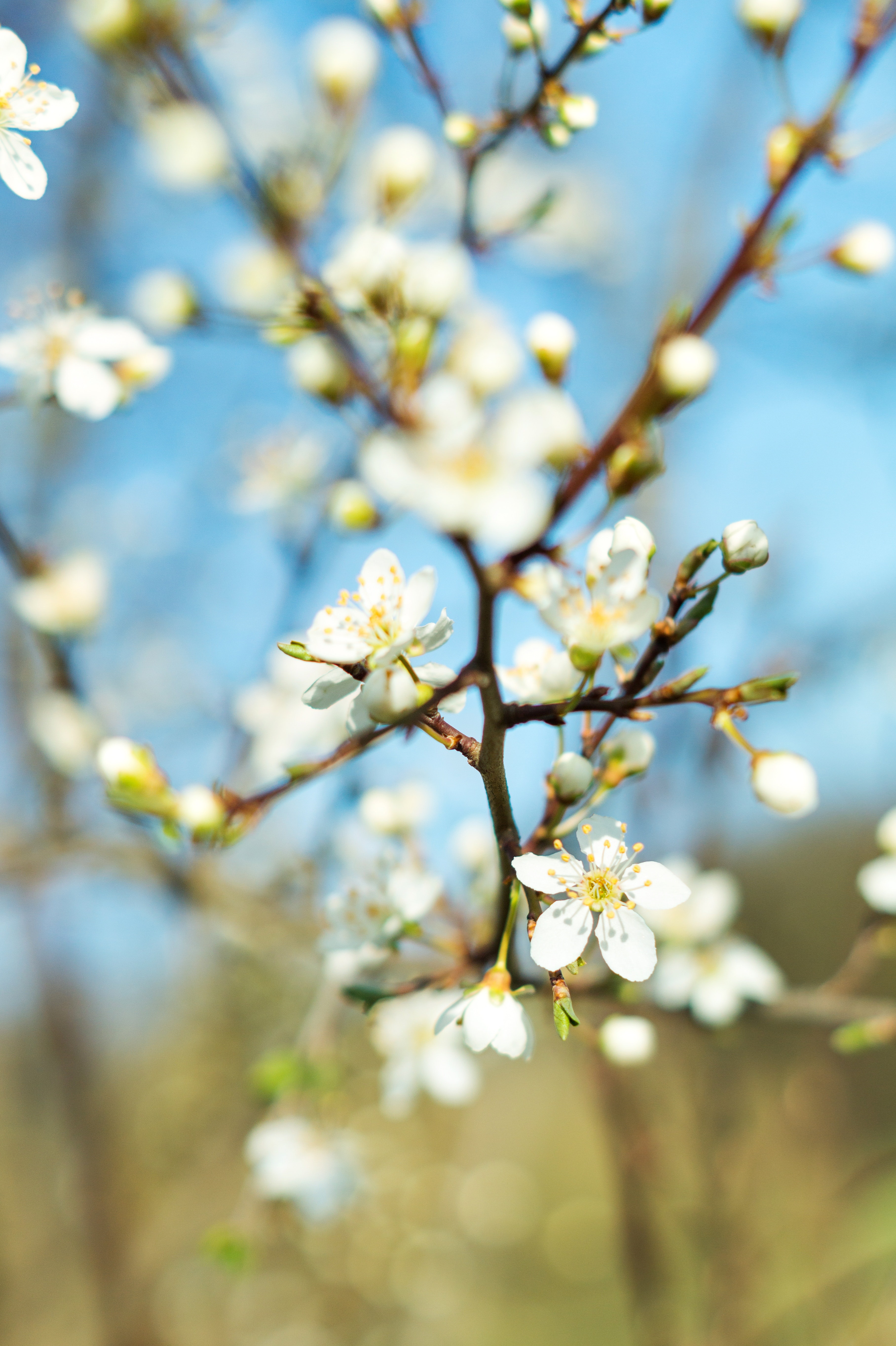 White Spring Flowers Background