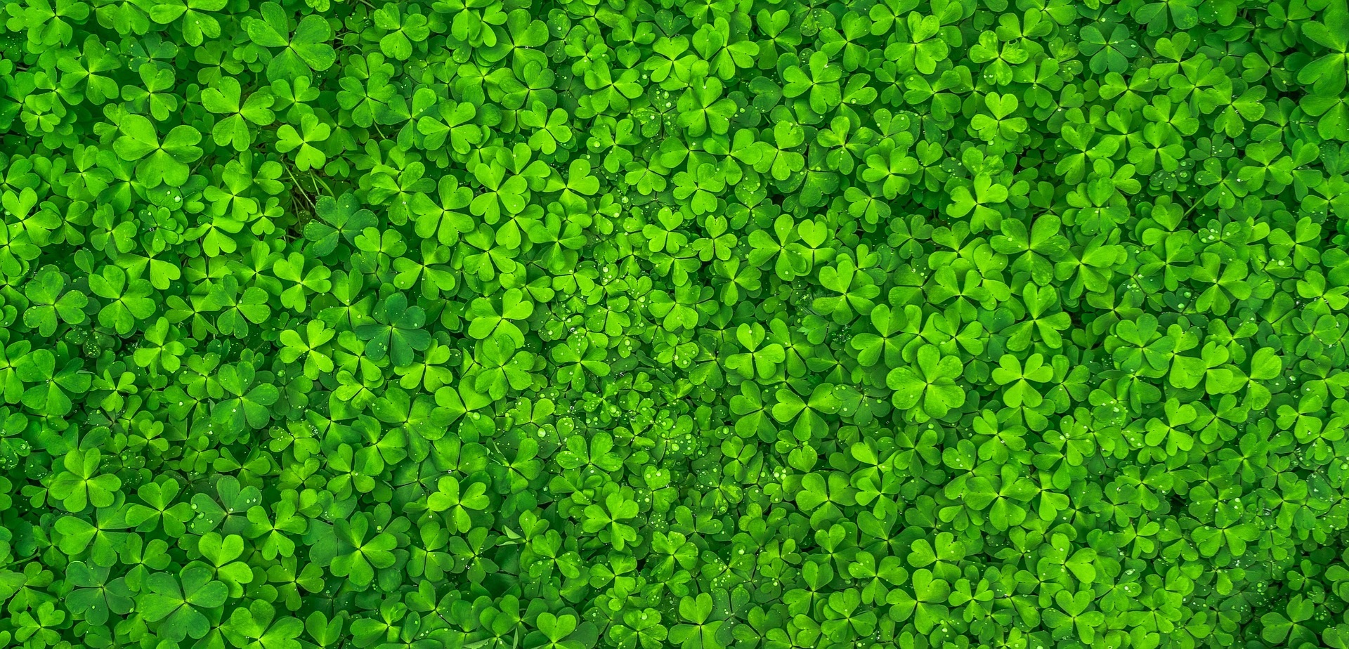Shamrocks four leaf st. patrick's clovers st patricks day green background