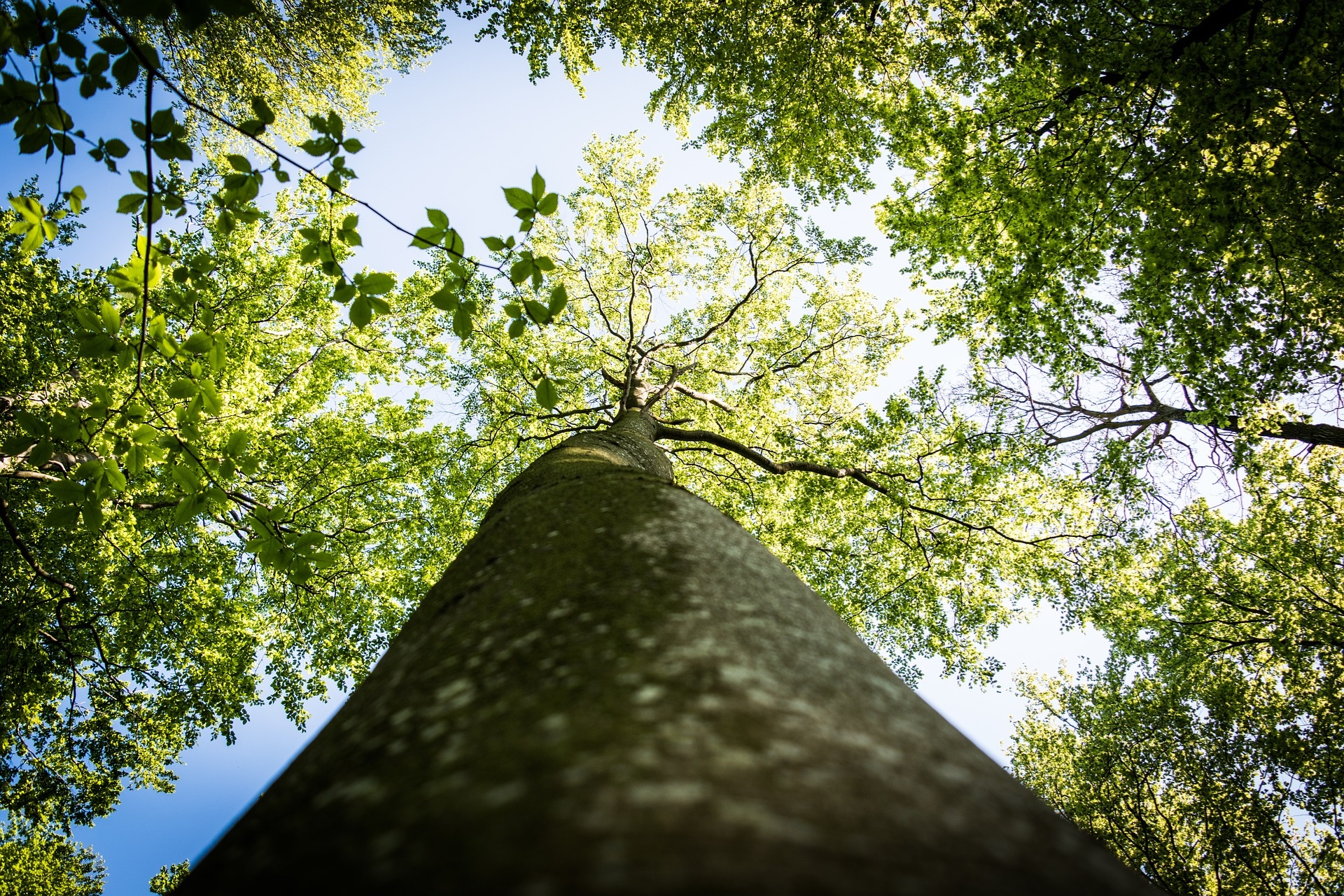 Summer trees forest camping woods leaves sky blue outdoors nature