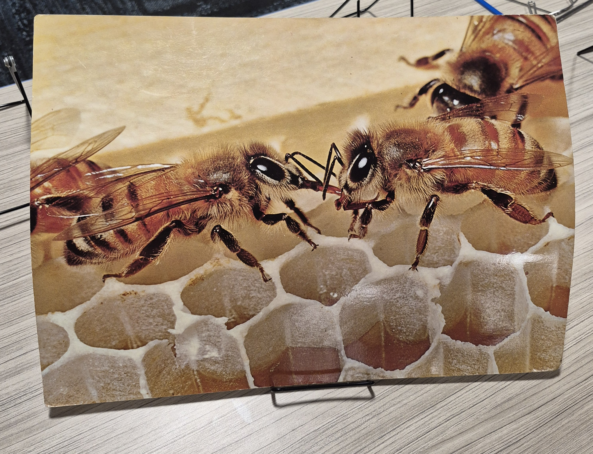 A close-up photo of bees in a hive on display in the Meeting Room.