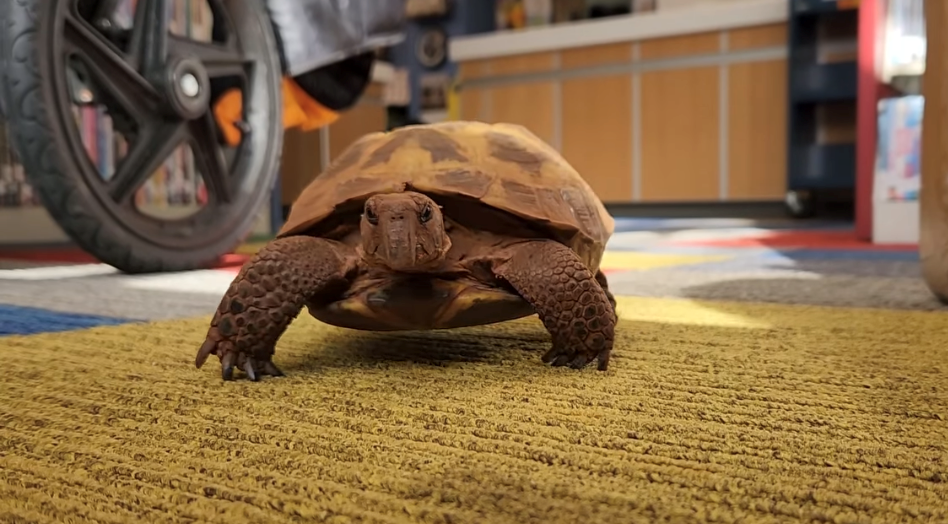 picture of LC the Russian tortoise walking towards the camera