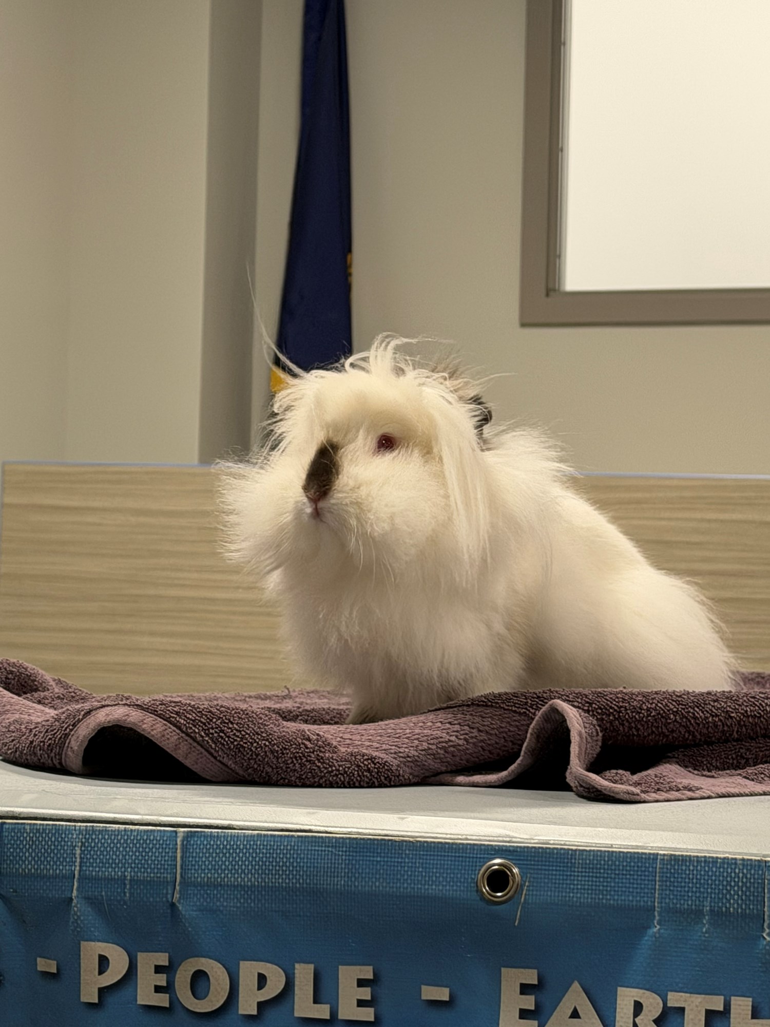 A white bunny sitting on a table in the Meeting Room.