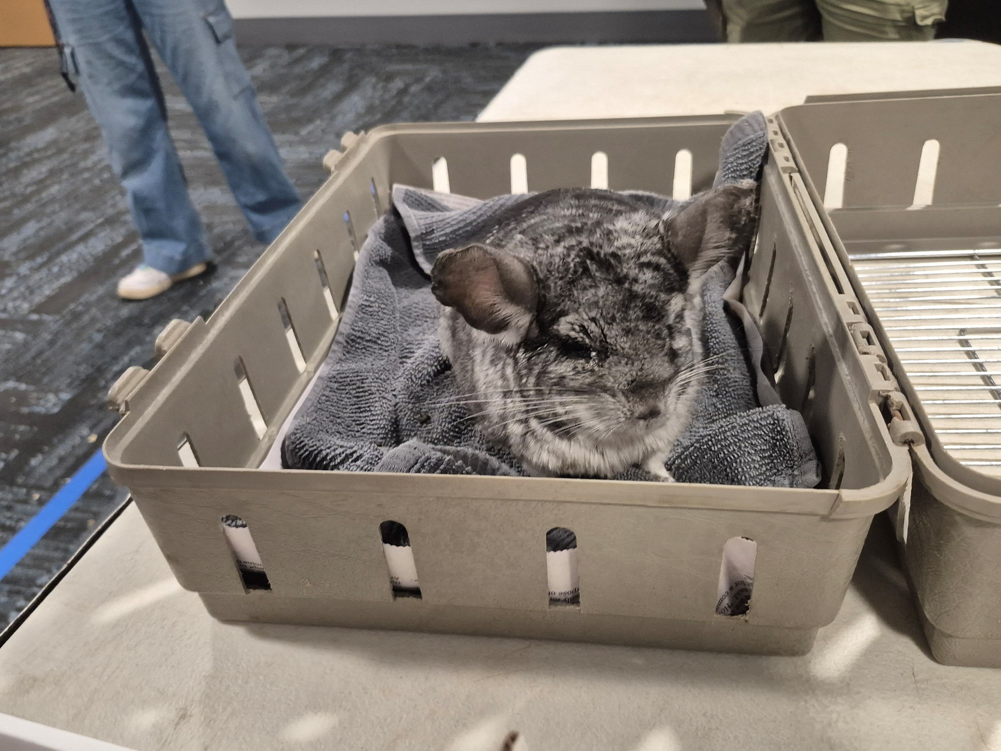 A chinchilla in the Meeting Room of the library. 