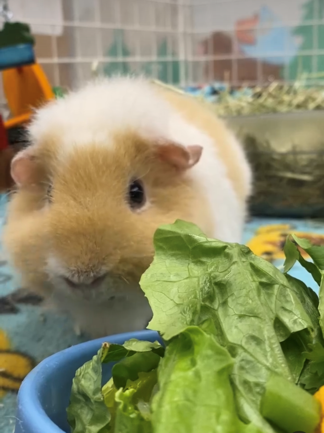 Dewey the gold and white guinea pig eating her morning lettuce