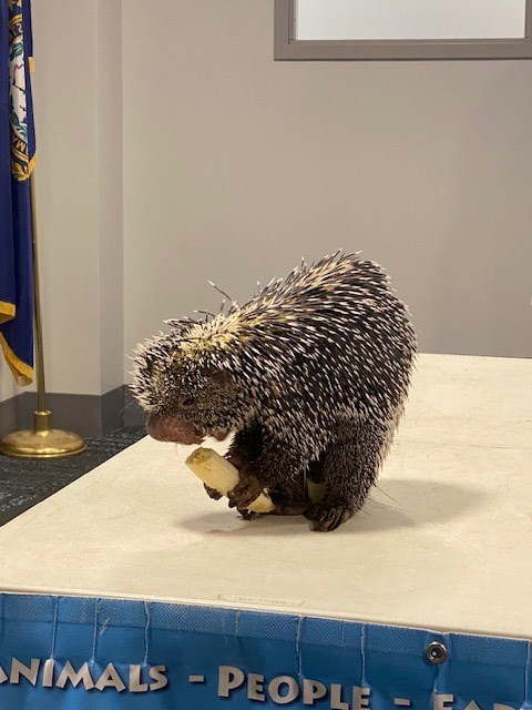 A porcupine eating a banana in the Meeting Room of the library.