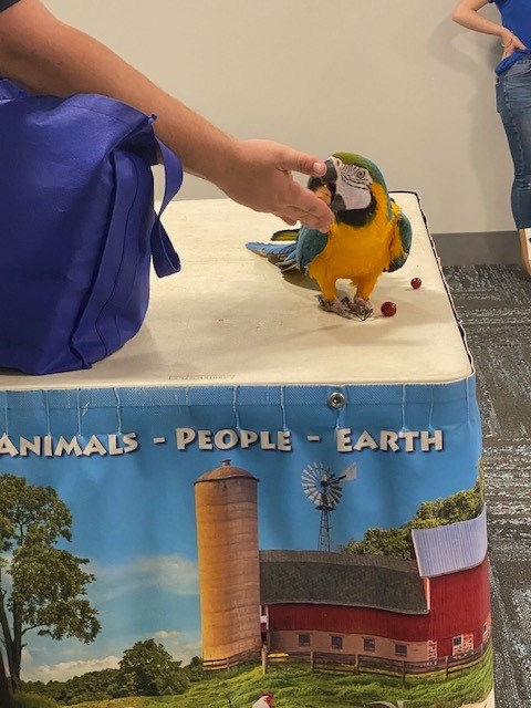 A Blue-and-yellow Macaw in the Meeting Room of the library.