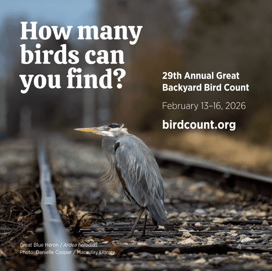 Great Backyard Bird Count February 13 to 16. Count the birds in your backyard!
