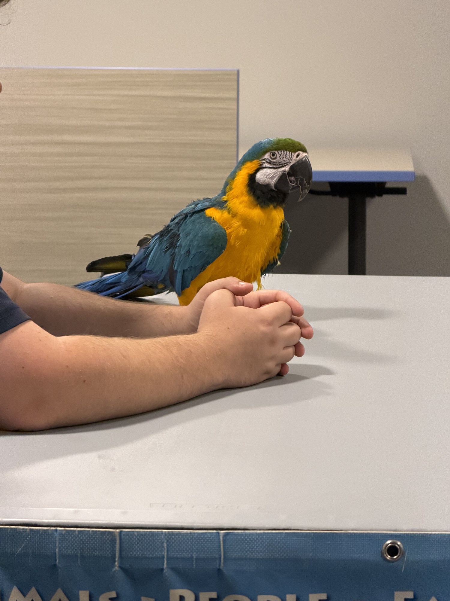 A blue-and-yellow macaw standing on a table in the Meeting Room.