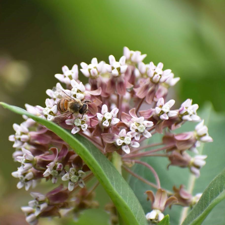 Photography of bee landing on a flower by January artist Kate Osgood Photography of bee landing on a flower by January artist Kate Osgood