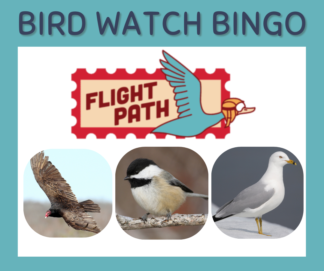 Bird Watch Bingo at the library! Bird Watch Bingo at the library!