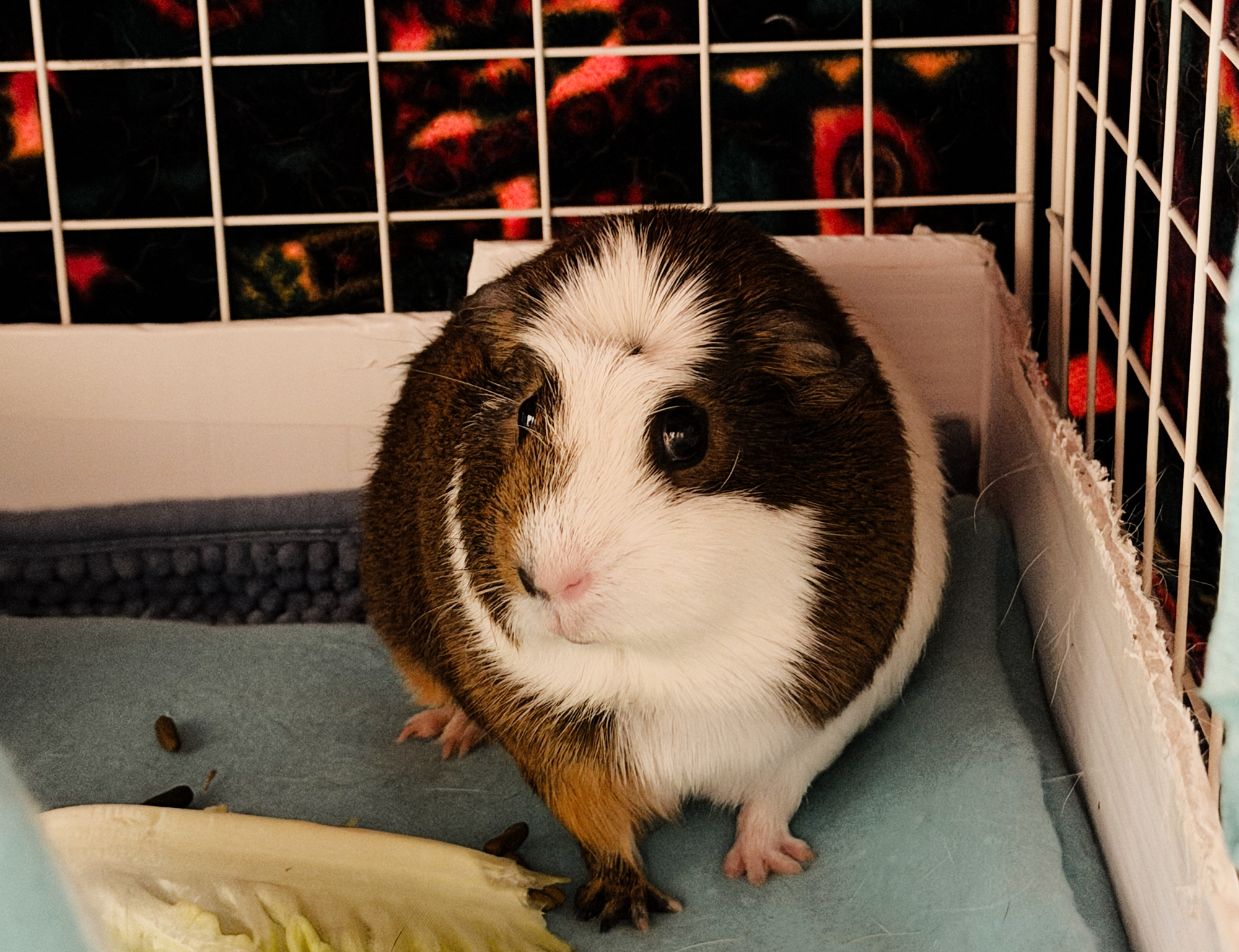 Dewey the Guinea Pig