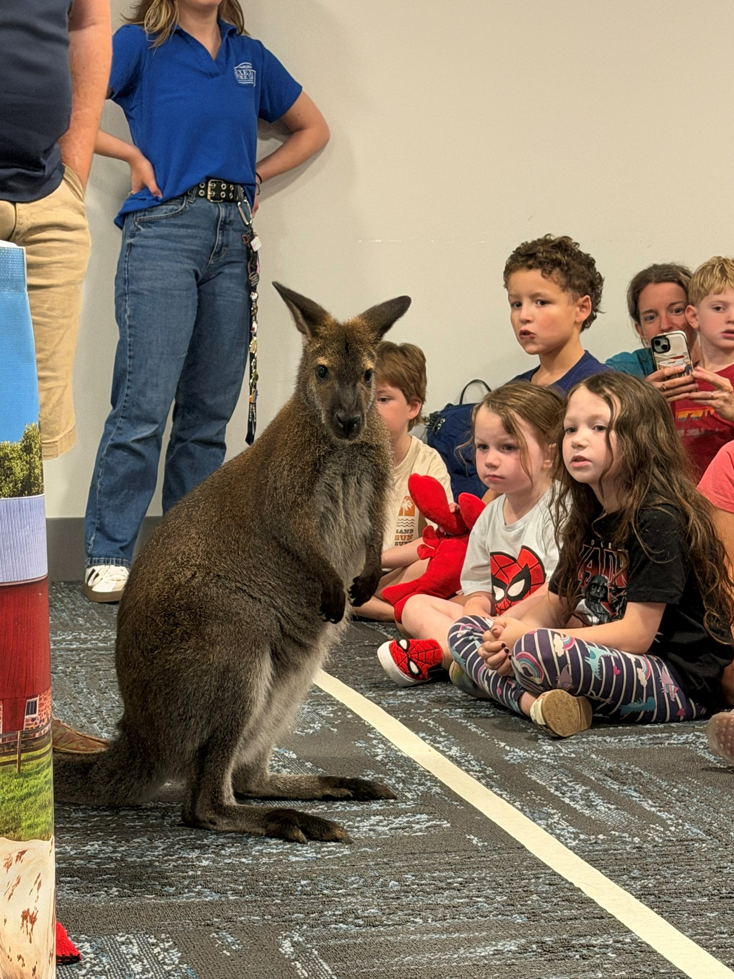 A wallaby standing and staring at the camera in the Meeting Room.