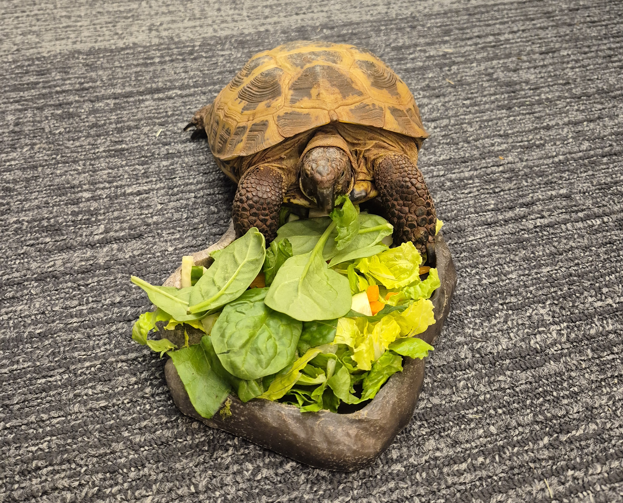 LC the tortoise snacking on some greens in the Children's Room.
