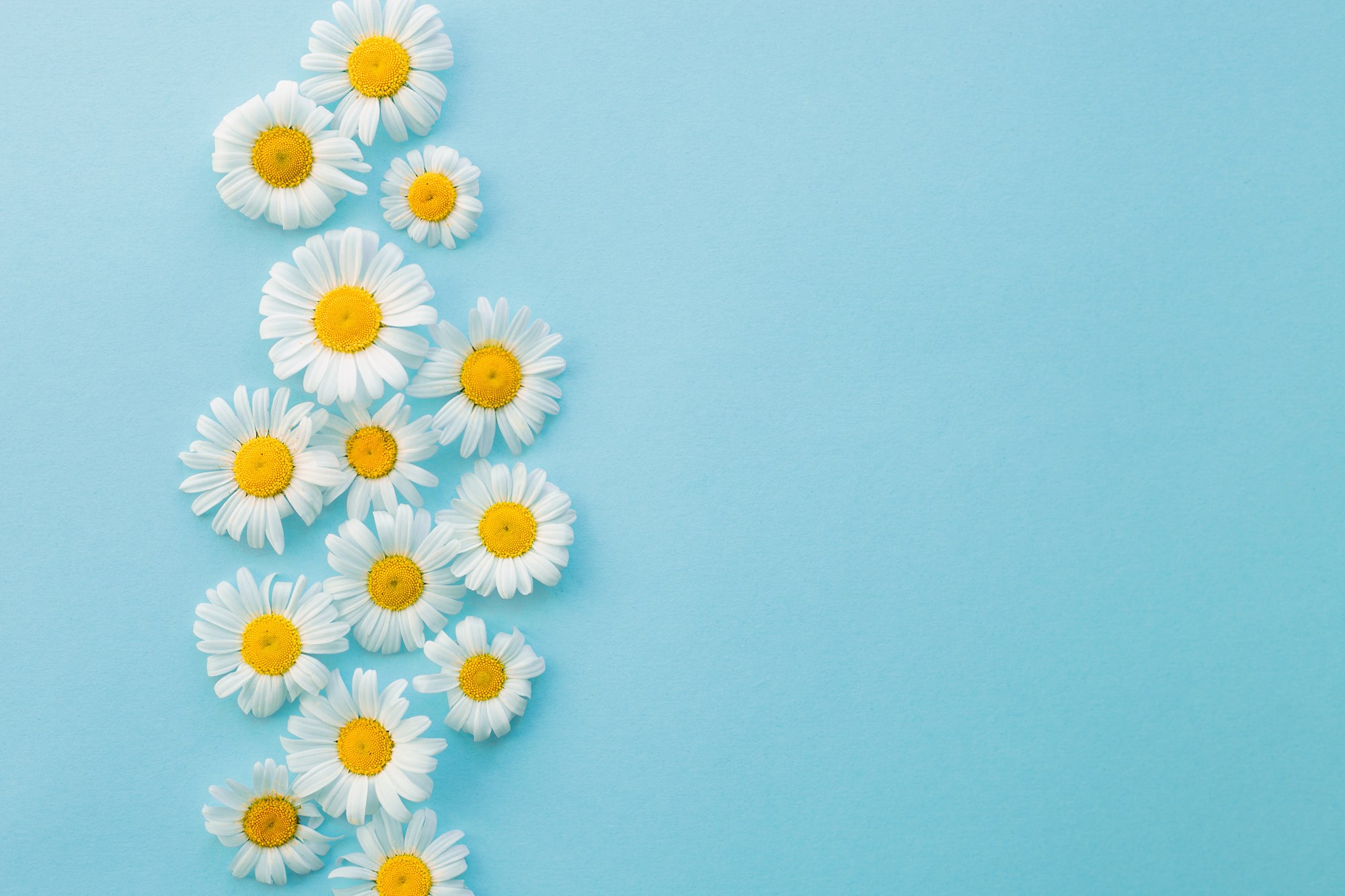 Pattern of Natural White Wild Daisy Flowers on Blue Background