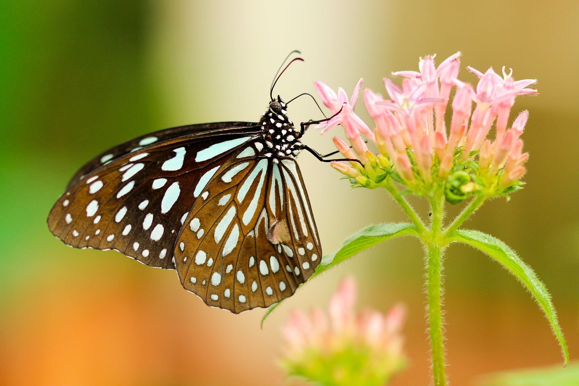 Butterfly flowers butterflies spring garden