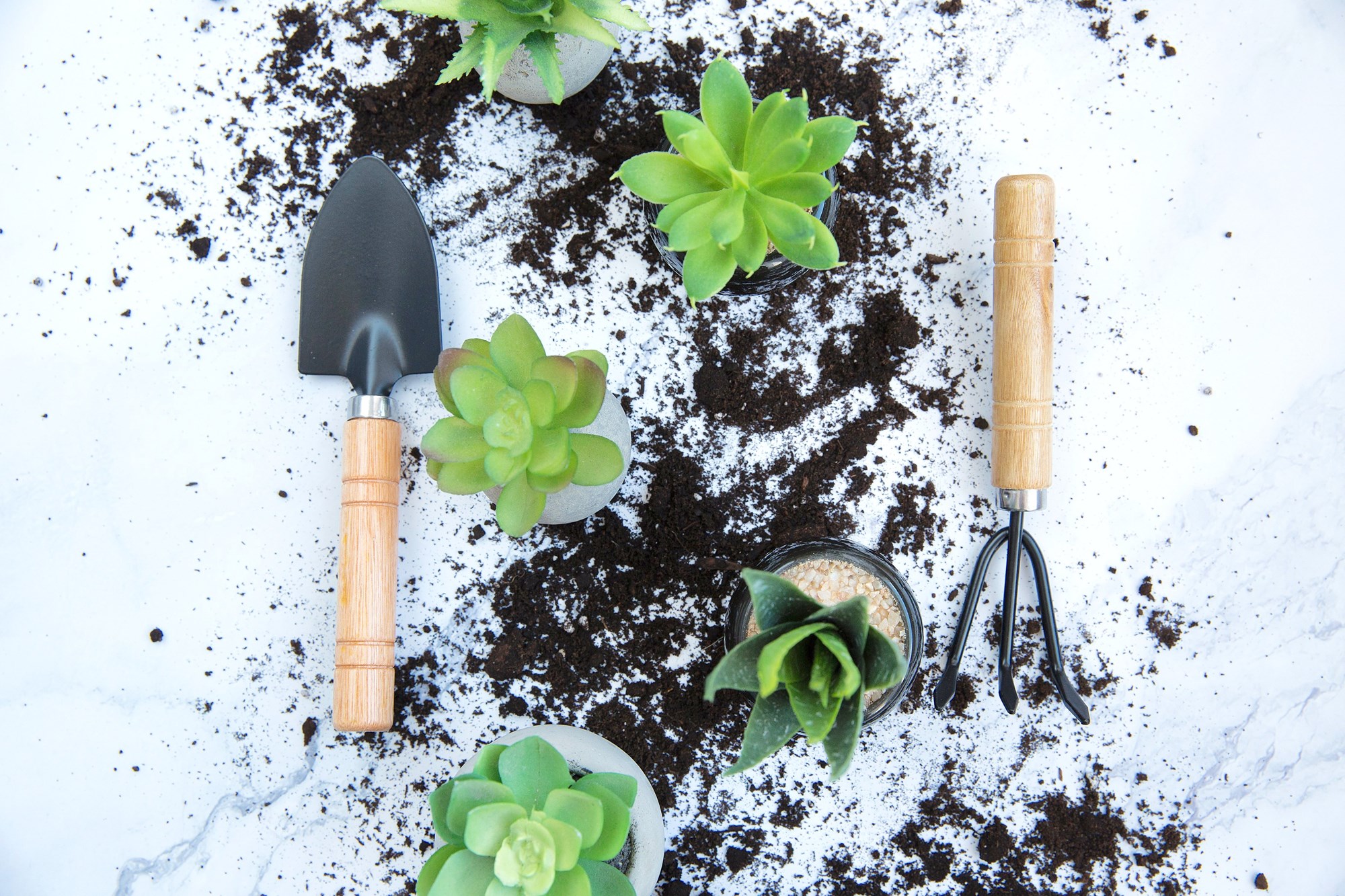 Succulents and Gardening Tools Background