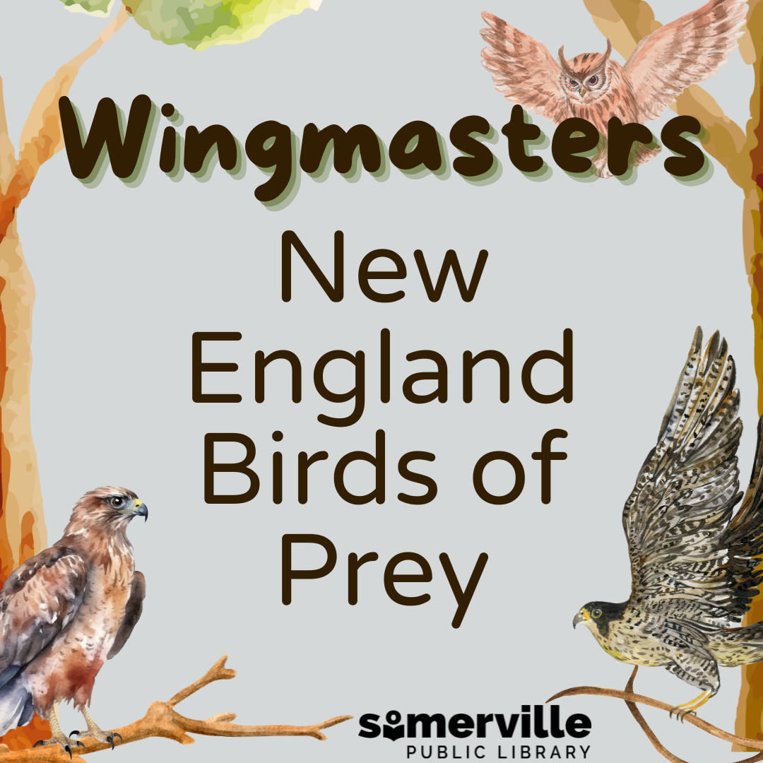 Transcript: Wing masters: New England Birds of Prey.