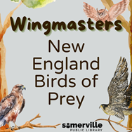Transcript: Wing masters: New England Birds of Prey.