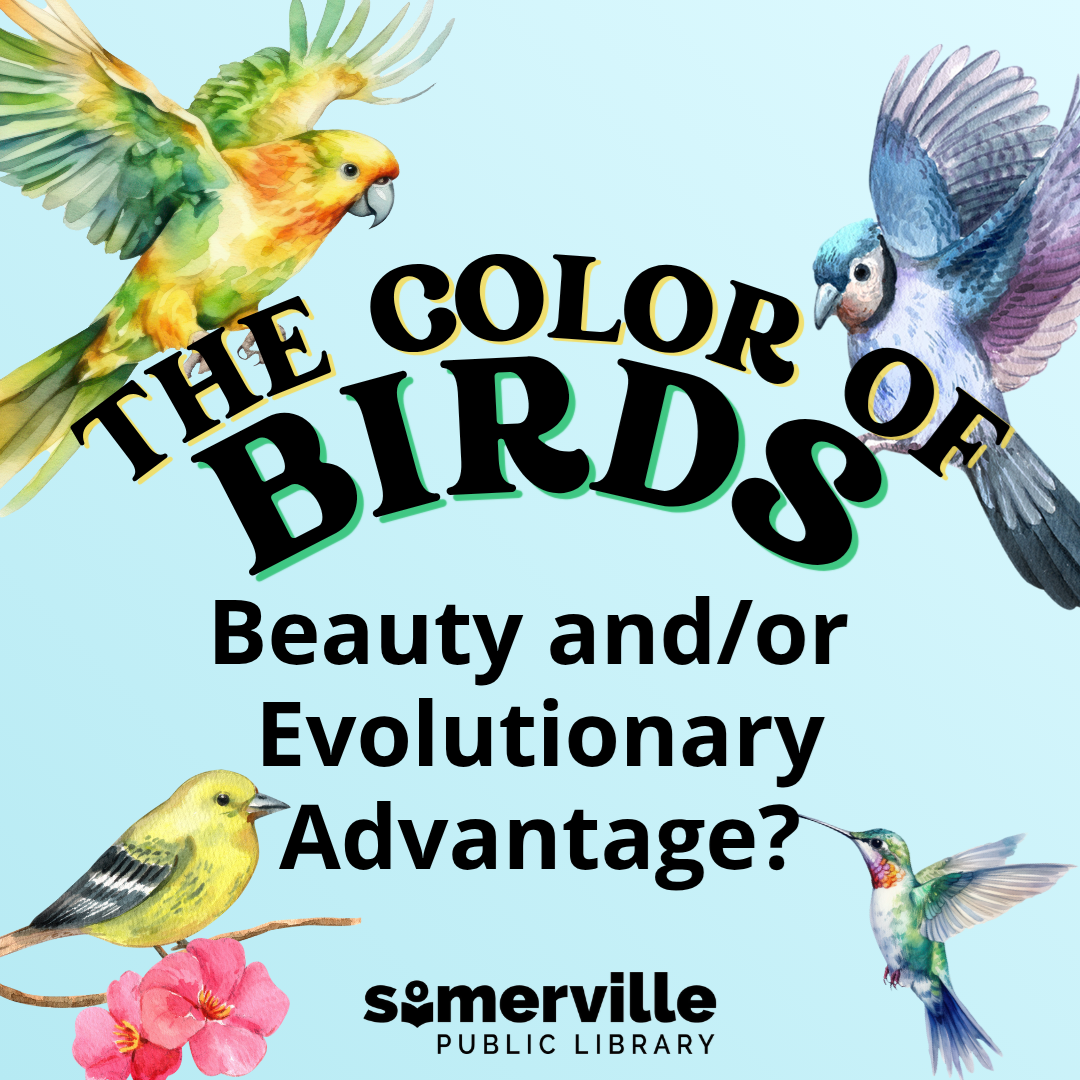 Transcript: the color of birds: beauty and/or evolutionary advantage?