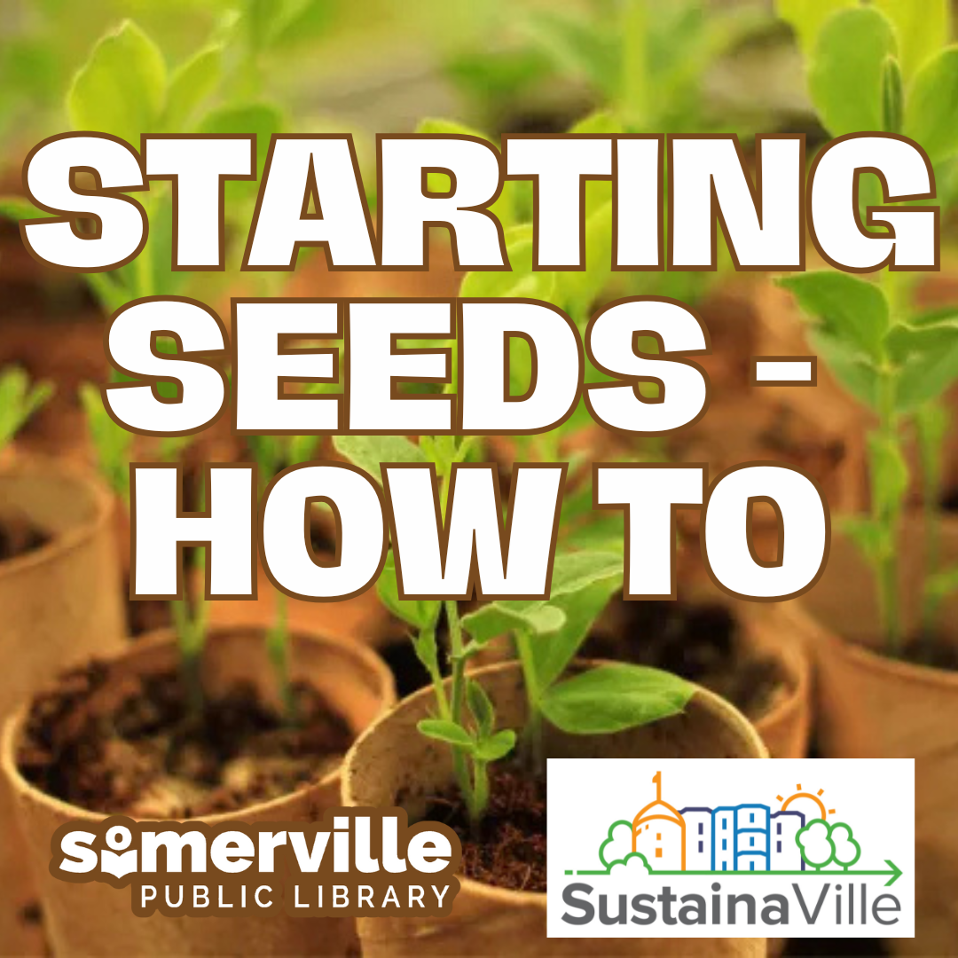 Sprouting seedlings in cardboard tubes. Transcript: starting seeds how-to.