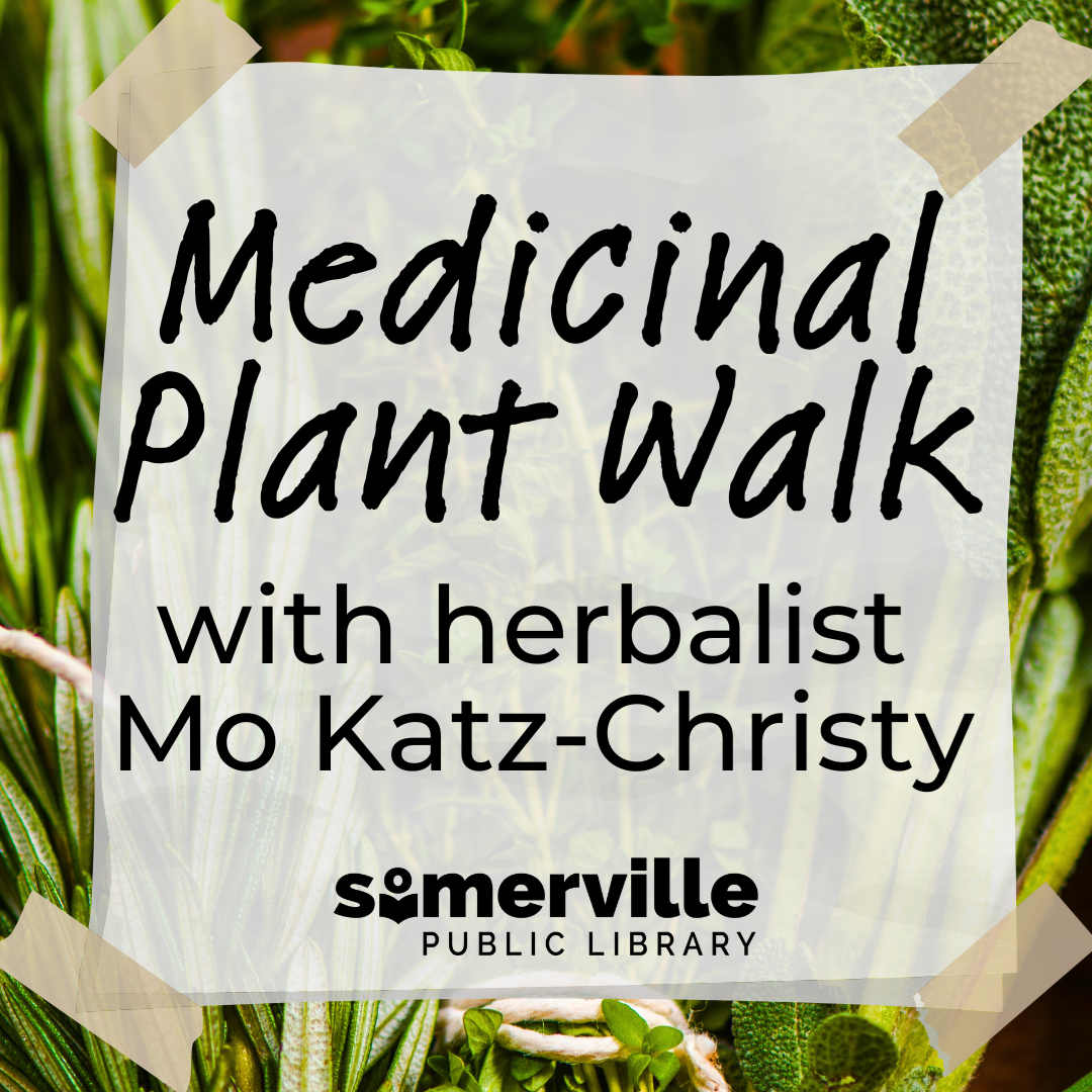 Transcript: Medicinal plant walk with herbalist Mo Katz-Christy.
