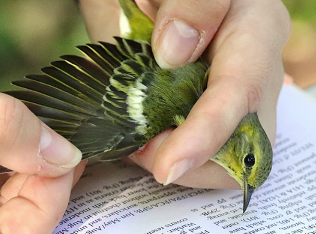 Photograph of Mahjong playing table