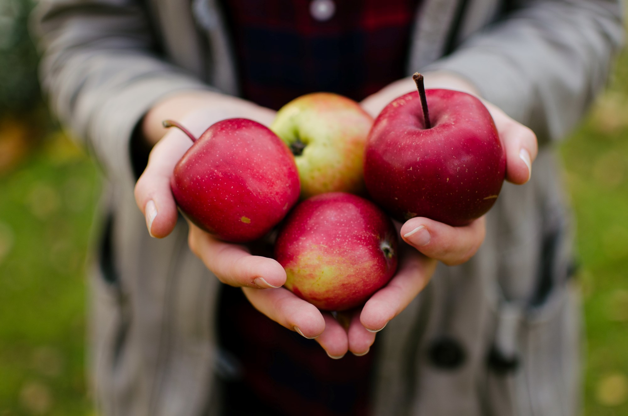 Person Holding Apples in Their Hands
