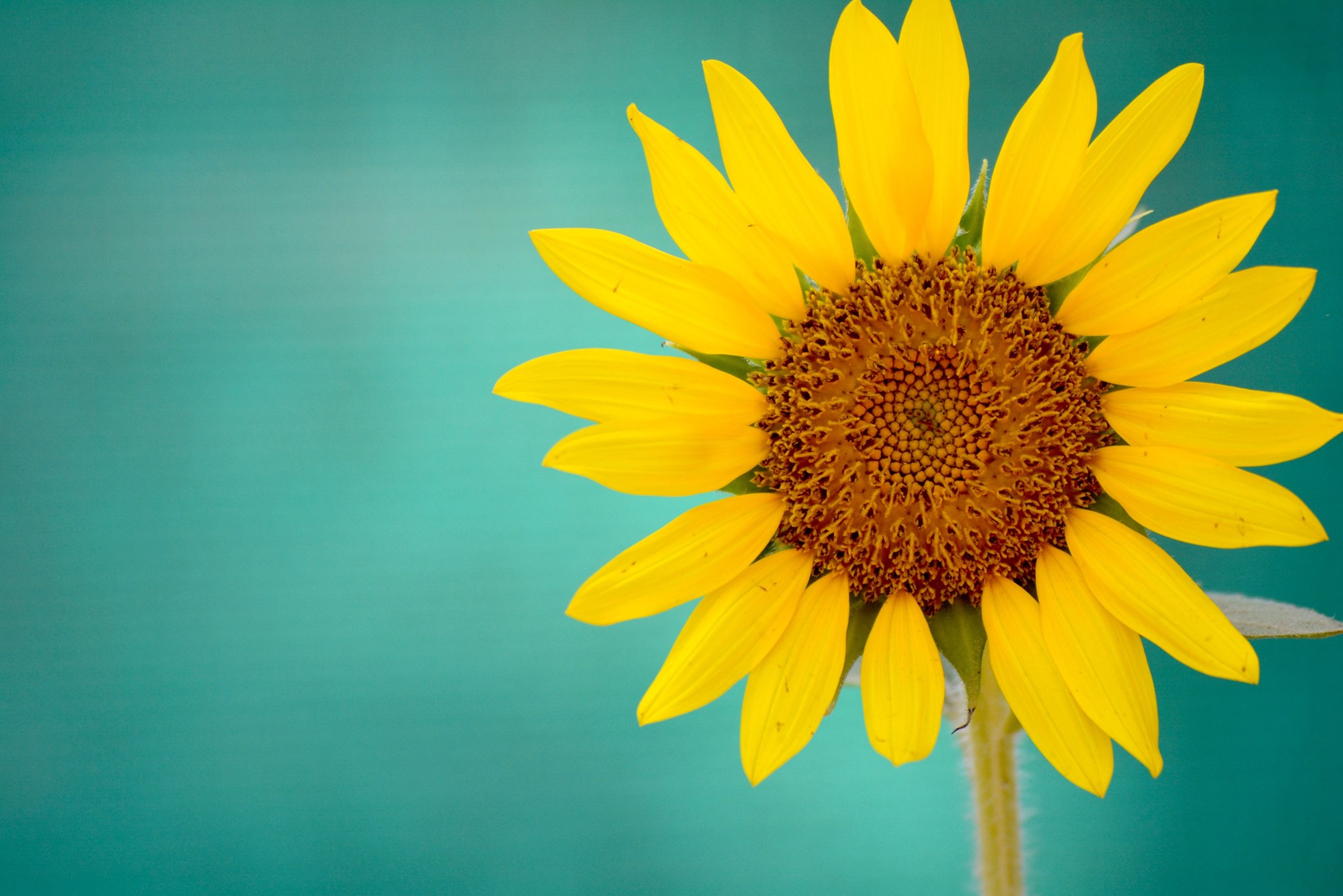 Yellow Sunflower on Teal Background