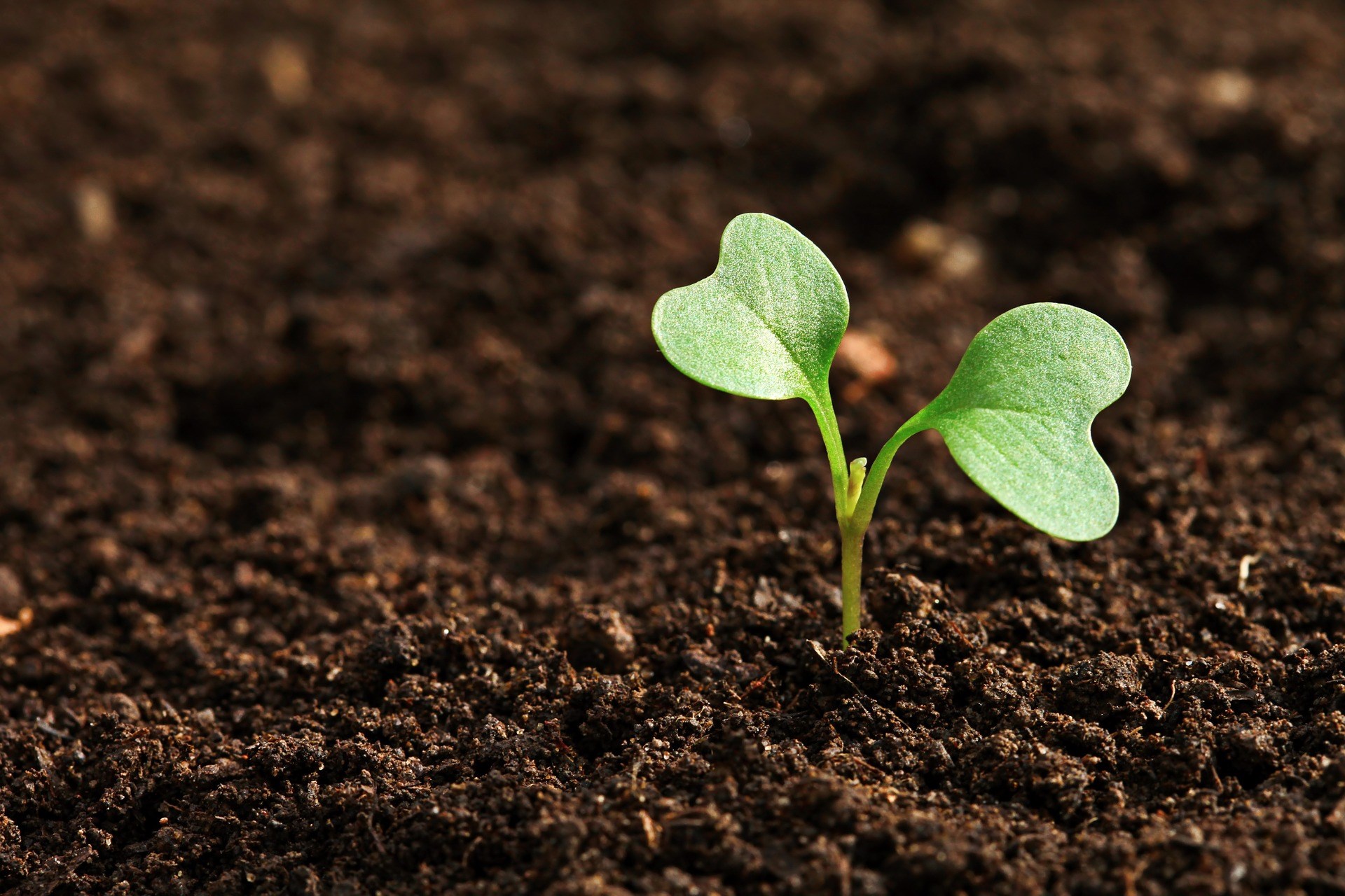 Earth day soil dirt gardening planting seeds community