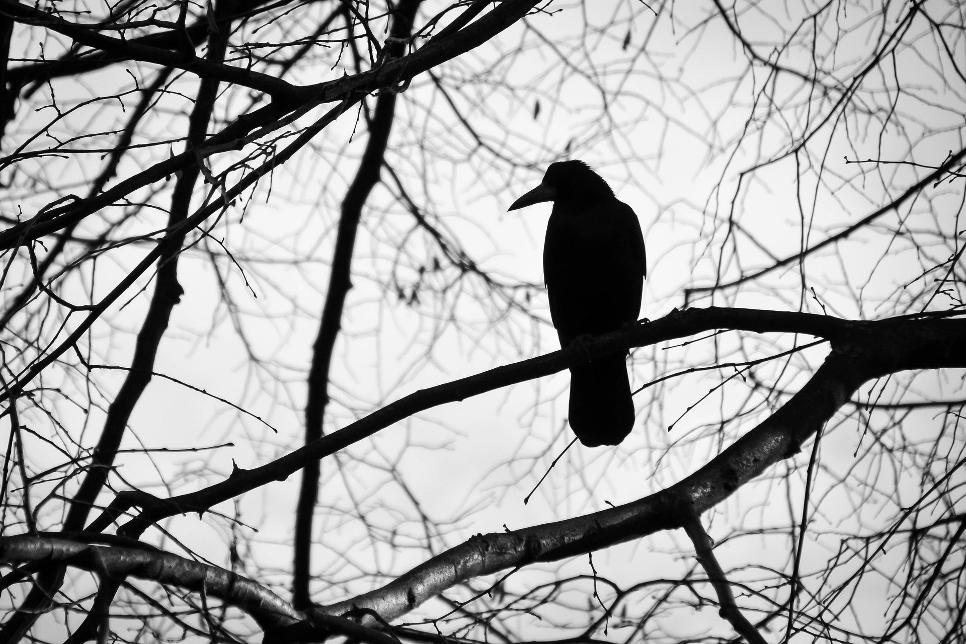 Black Crow Halloween Sitting on the Tree Branches 