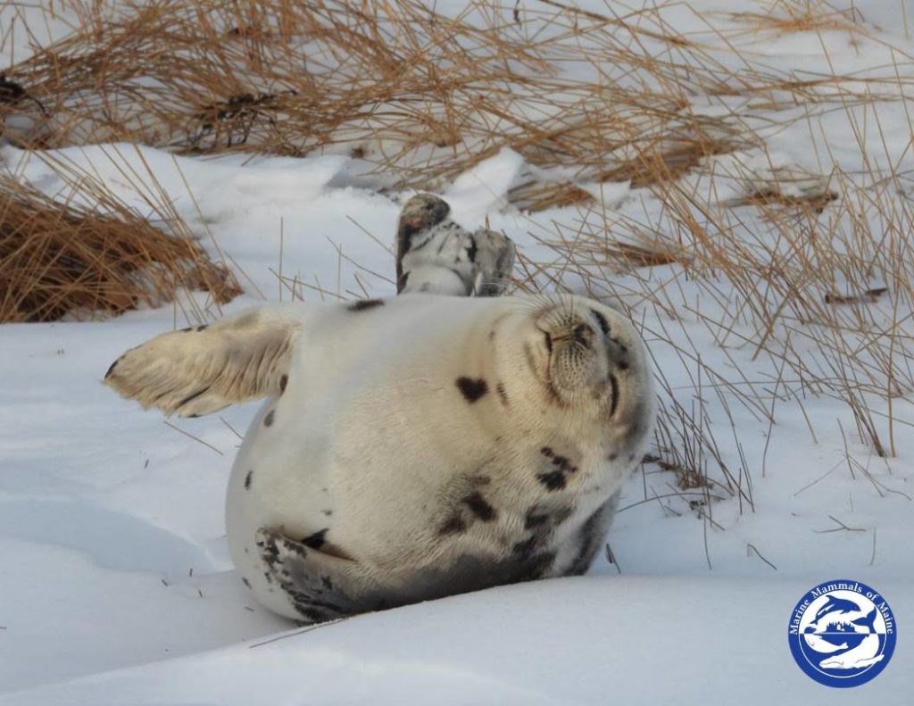 seal rolling in the snow