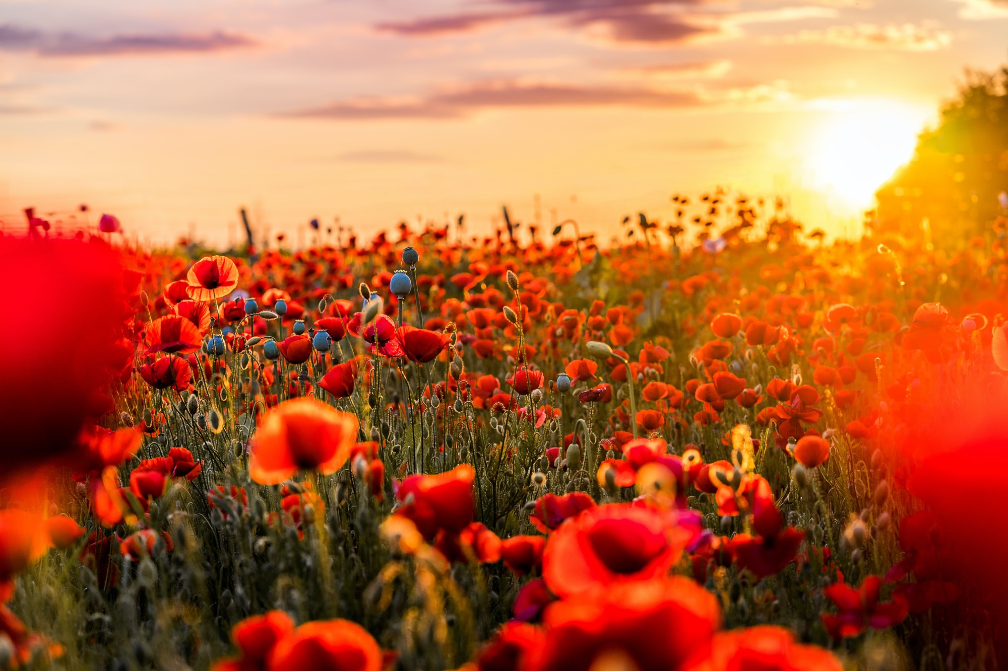 Red Poppy Flower Field at Dusk