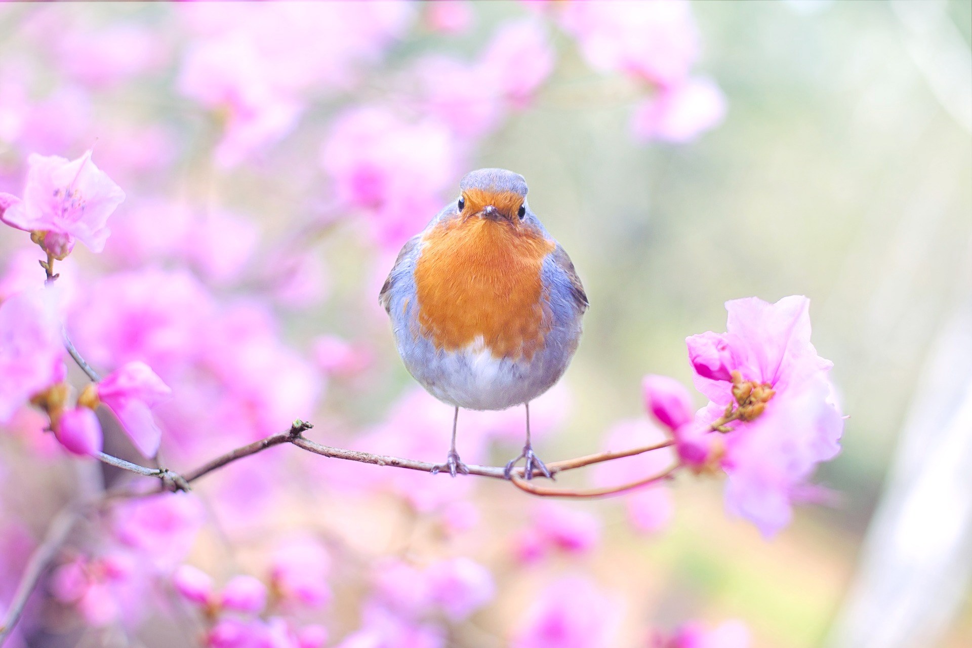 Spring birds watching branch flowers tree pink