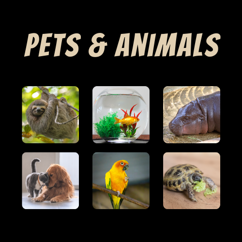 Pets & Animals