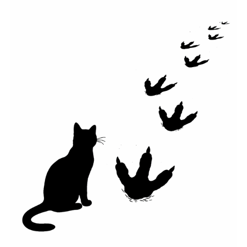 Stax the Cat
