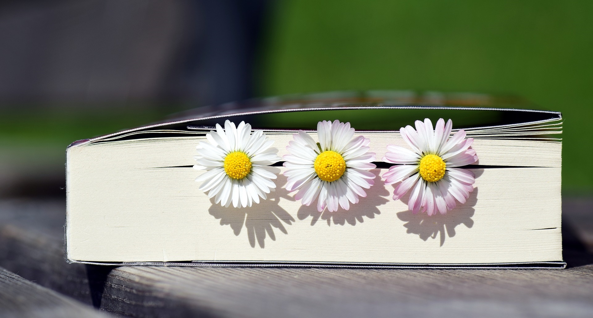 Books outdoors nature flowers gardening daisies daisy spring summer