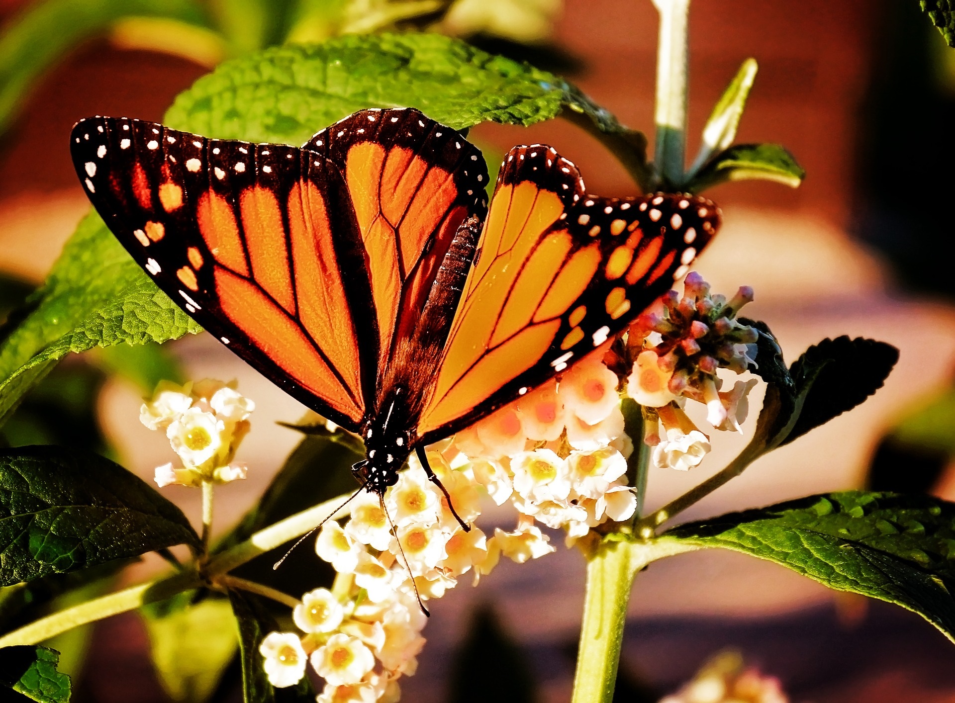 Monarch butterfly butterflies flowers spring garden