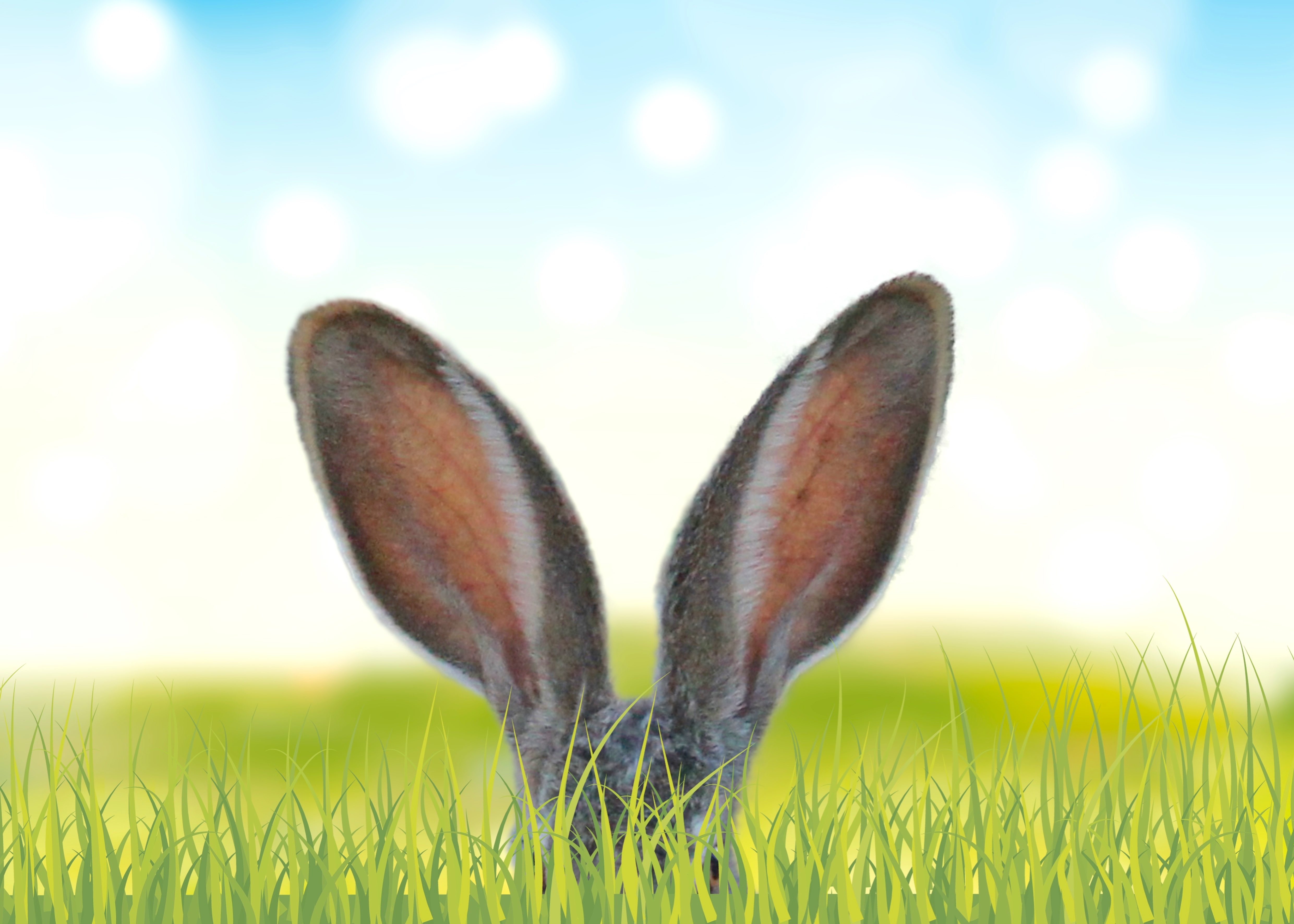Rabbit Ears in Grassy Field