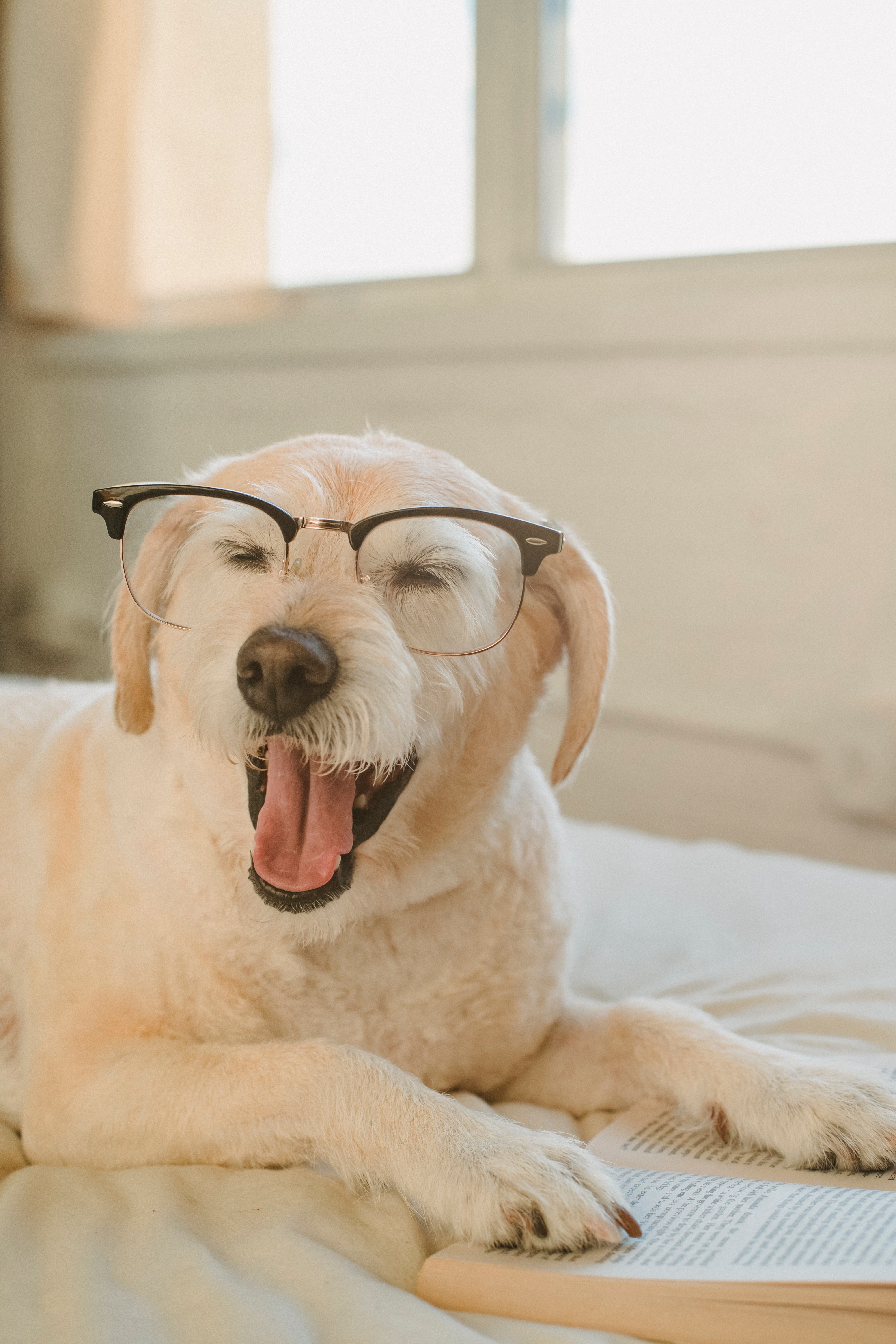 Dog with a goofy face wearing glasses. 