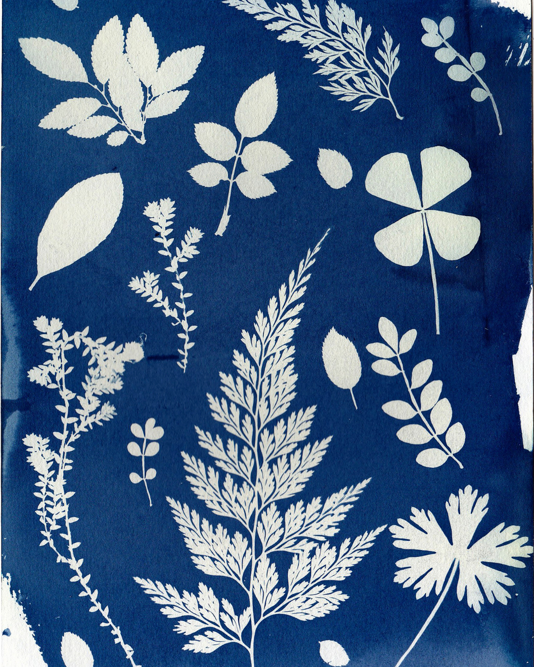 image of cyanotype print using leaves