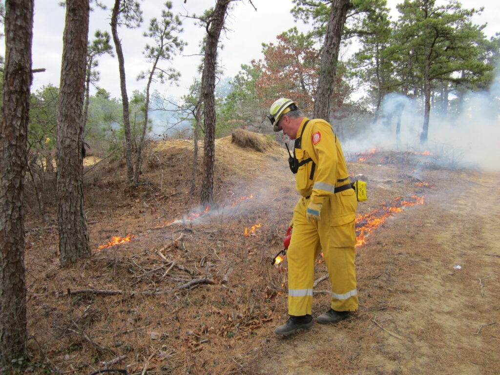 A firefighter igniting brush in the forest