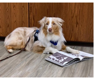 A therapy dog lying next to an open book.