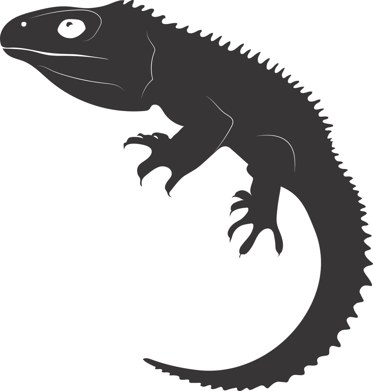 Tuatara Reptile Illustration