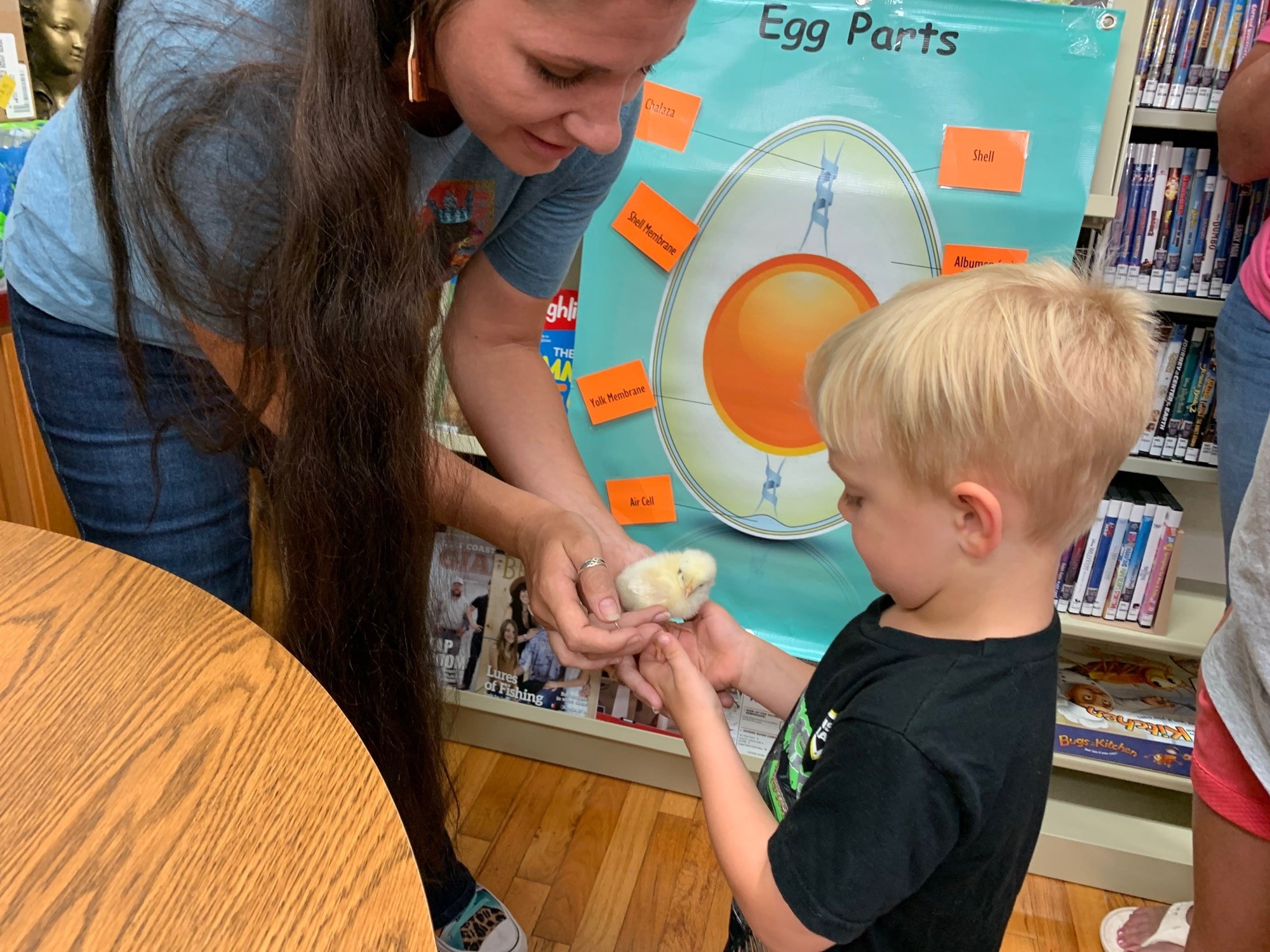 chicks being shown to child
