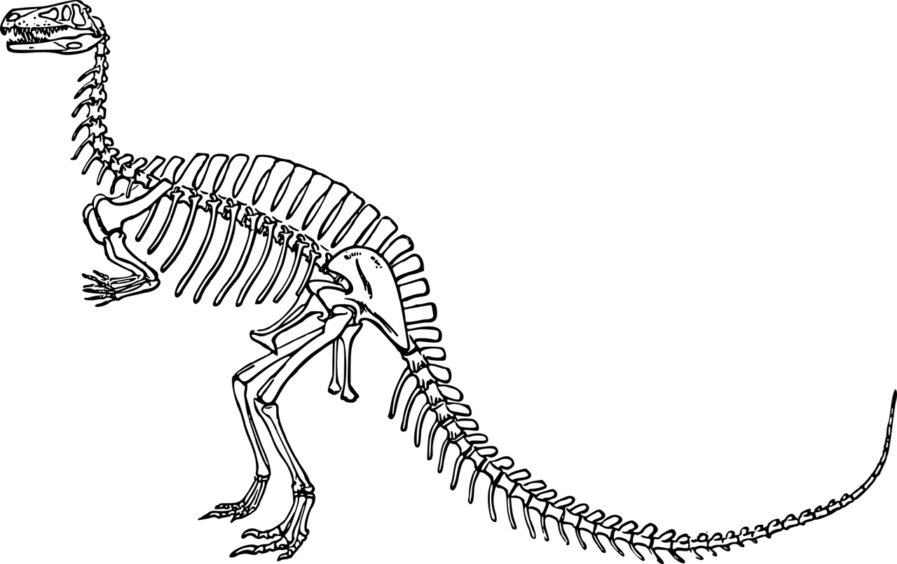 dinosaur skeleton 