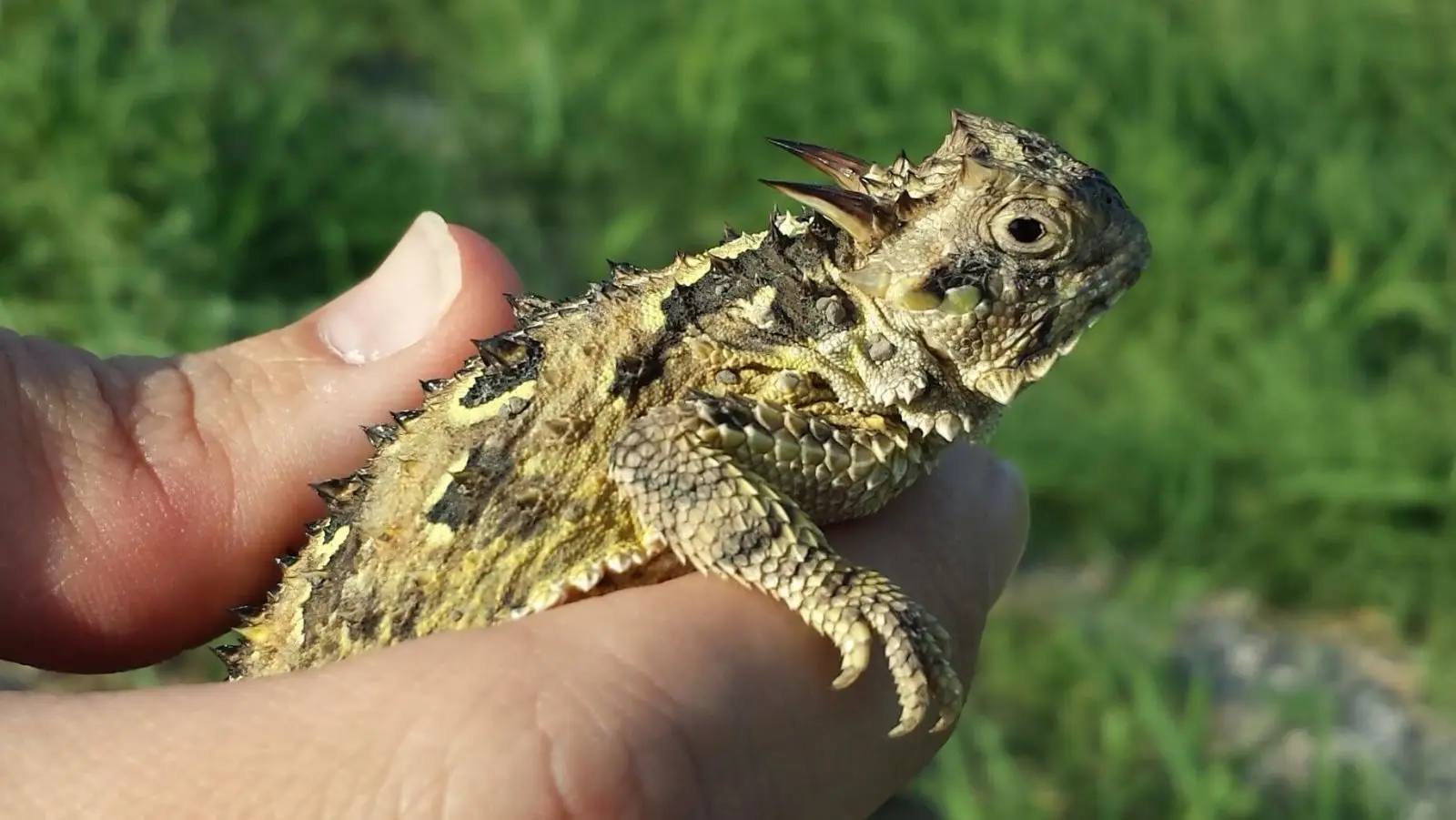 Light green horned lizard in hand