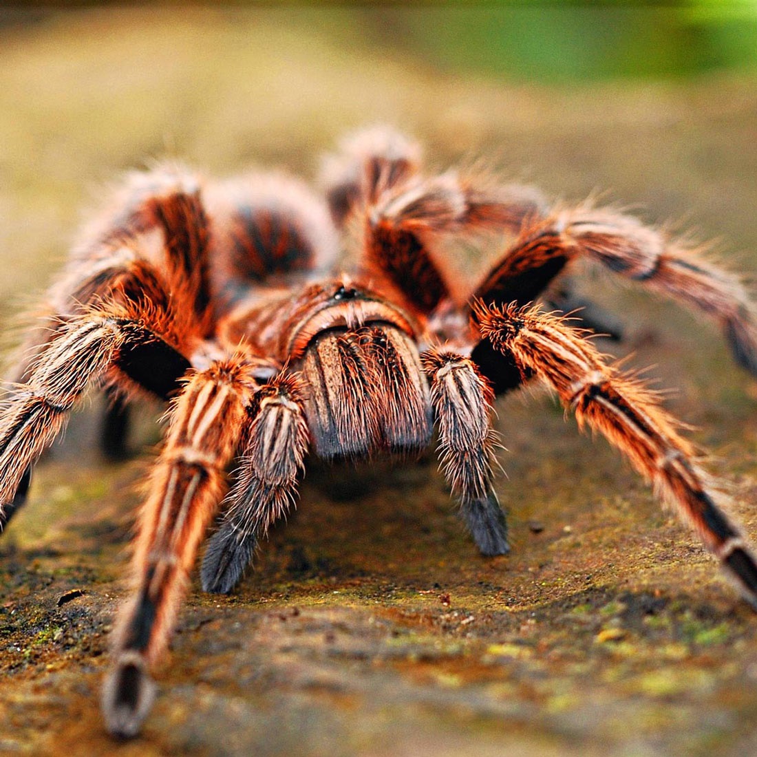 A beautiful reddish brown tarantula for Dr. Dave's Reptile Safari event.