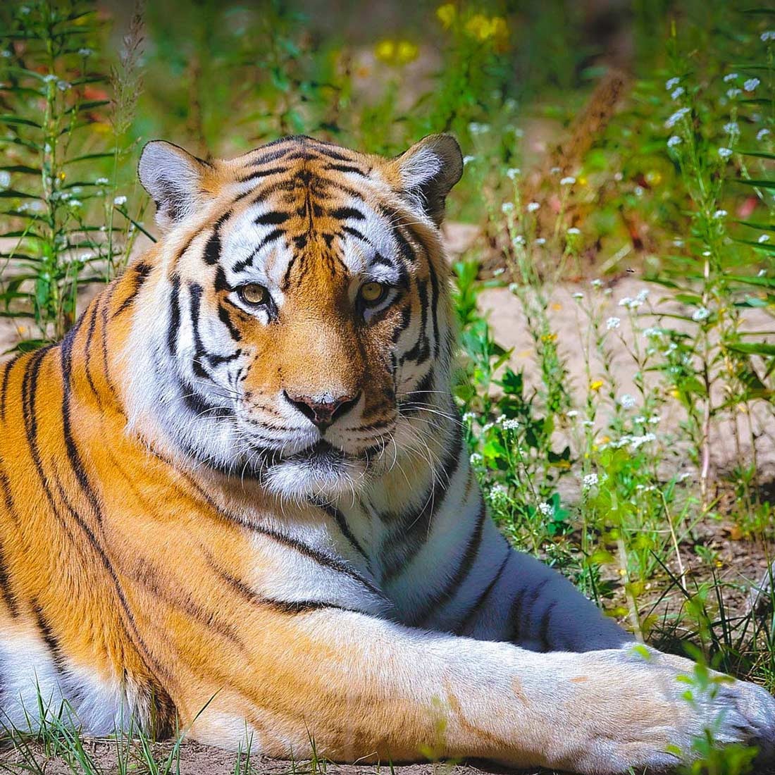 A closeup of a beautiful tiger for Global Tiger Day.